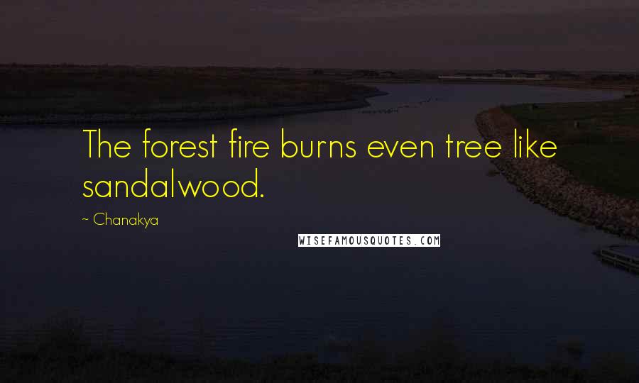 Chanakya Quotes: The forest fire burns even tree like sandalwood.