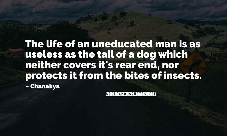 Chanakya Quotes: The life of an uneducated man is as useless as the tail of a dog which neither covers it's rear end, nor protects it from the bites of insects.