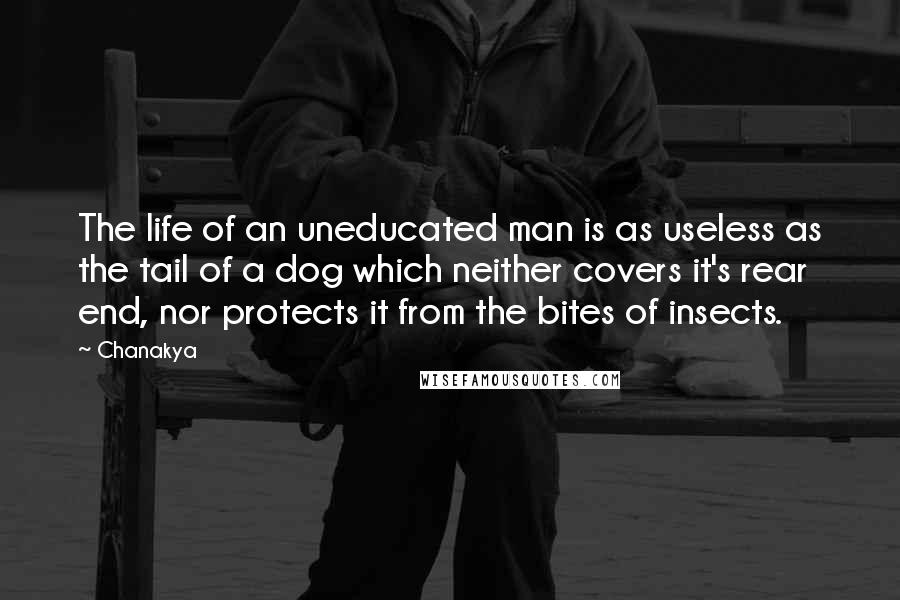 Chanakya Quotes: The life of an uneducated man is as useless as the tail of a dog which neither covers it's rear end, nor protects it from the bites of insects.