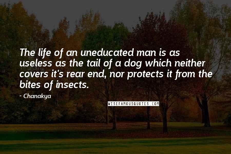 Chanakya Quotes: The life of an uneducated man is as useless as the tail of a dog which neither covers it's rear end, nor protects it from the bites of insects.