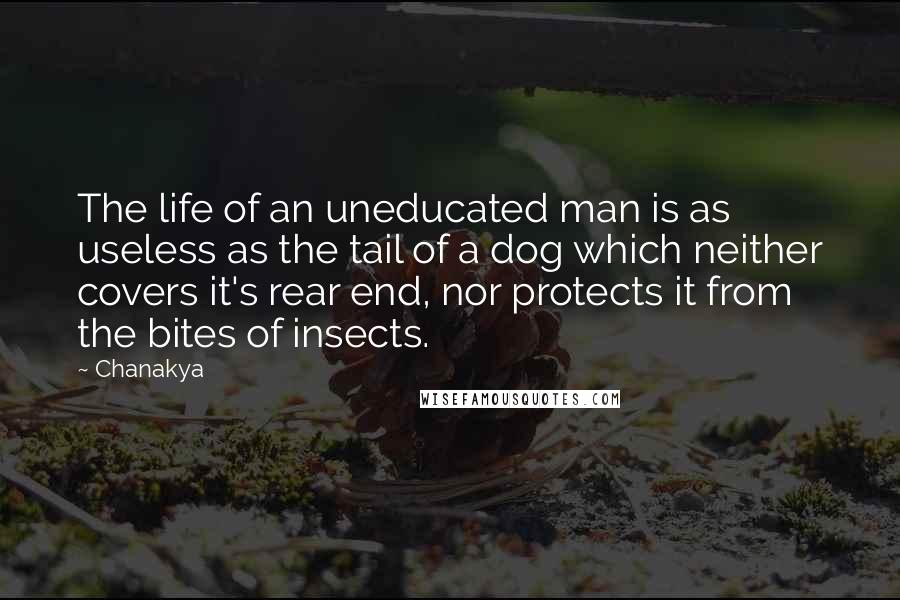 Chanakya Quotes: The life of an uneducated man is as useless as the tail of a dog which neither covers it's rear end, nor protects it from the bites of insects.