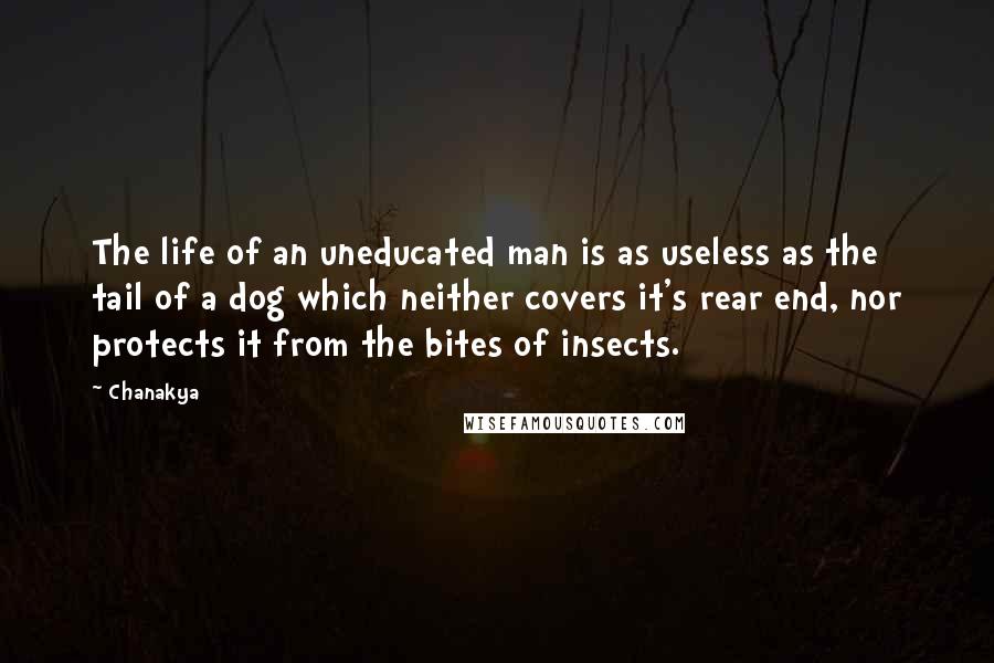 Chanakya Quotes: The life of an uneducated man is as useless as the tail of a dog which neither covers it's rear end, nor protects it from the bites of insects.