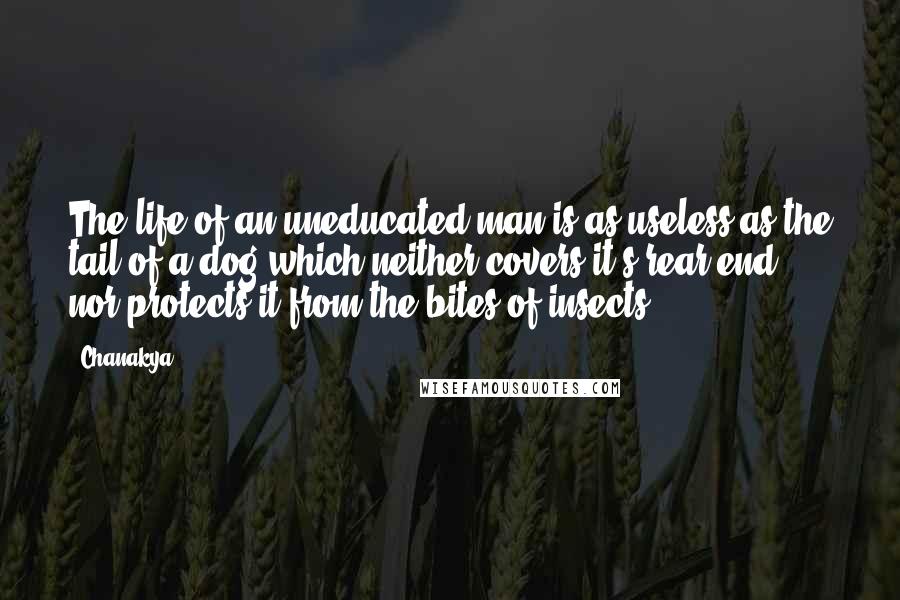 Chanakya Quotes: The life of an uneducated man is as useless as the tail of a dog which neither covers it's rear end, nor protects it from the bites of insects.