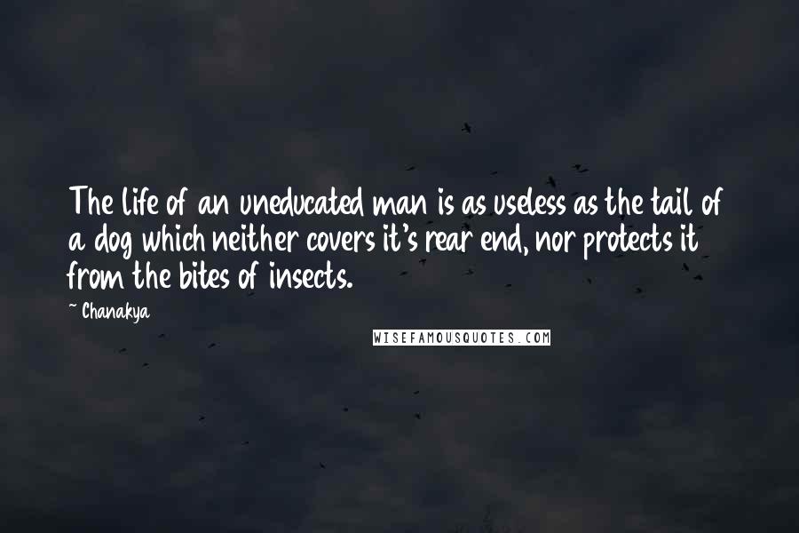 Chanakya Quotes: The life of an uneducated man is as useless as the tail of a dog which neither covers it's rear end, nor protects it from the bites of insects.