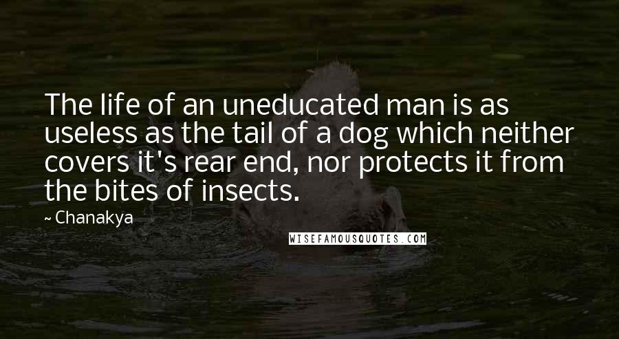 Chanakya Quotes: The life of an uneducated man is as useless as the tail of a dog which neither covers it's rear end, nor protects it from the bites of insects.