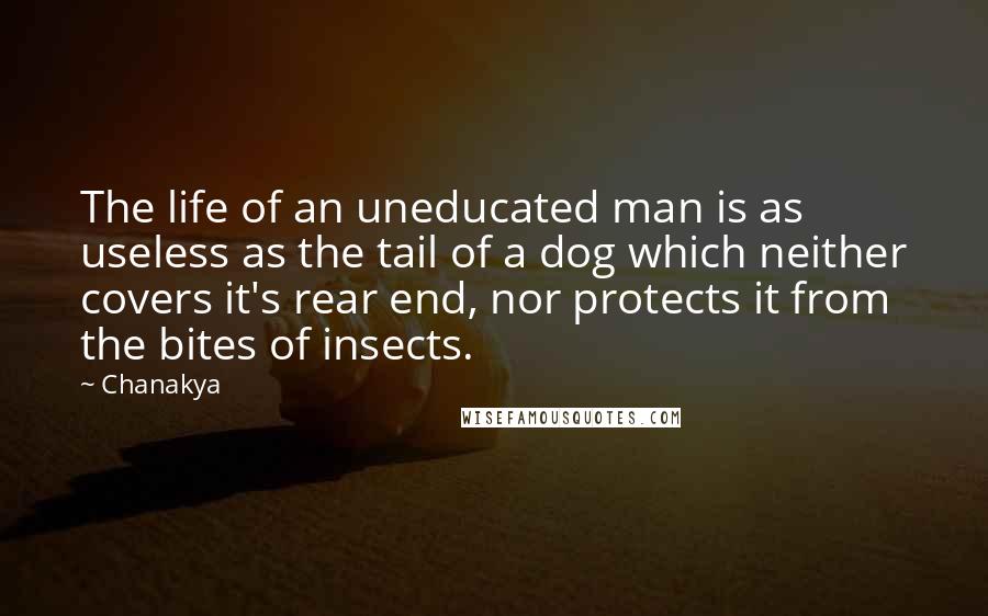 Chanakya Quotes: The life of an uneducated man is as useless as the tail of a dog which neither covers it's rear end, nor protects it from the bites of insects.