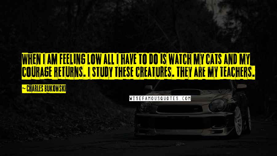 Charles Bukowski Quotes: When I am feeling low all I have to do is watch my cats and my courage returns. I study these creatures. they are my teachers.