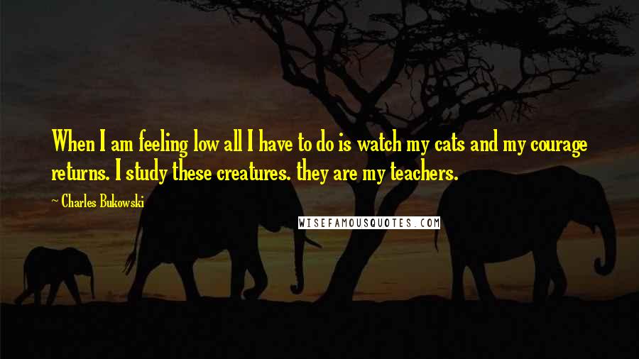 Charles Bukowski Quotes: When I am feeling low all I have to do is watch my cats and my courage returns. I study these creatures. they are my teachers.