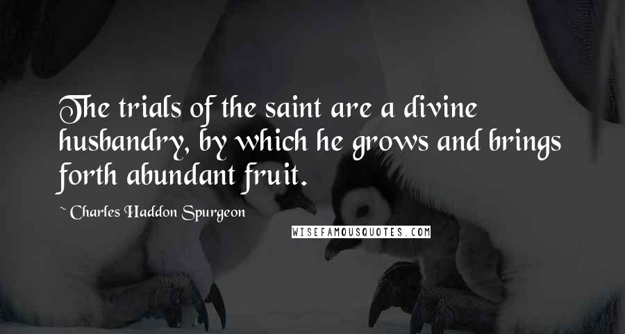 Charles Haddon Spurgeon Quotes: The trials of the saint are a divine husbandry, by which he grows and brings forth abundant fruit.