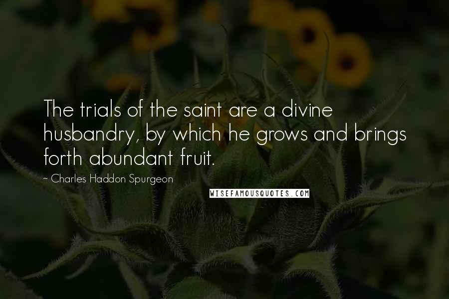 Charles Haddon Spurgeon Quotes: The trials of the saint are a divine husbandry, by which he grows and brings forth abundant fruit.