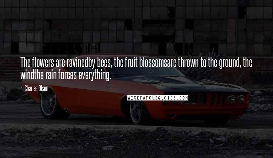 Charles Olson Quotes: The flowers are ravinedby bees, the fruit blossomsare thrown to the ground, the windthe rain forces everything.