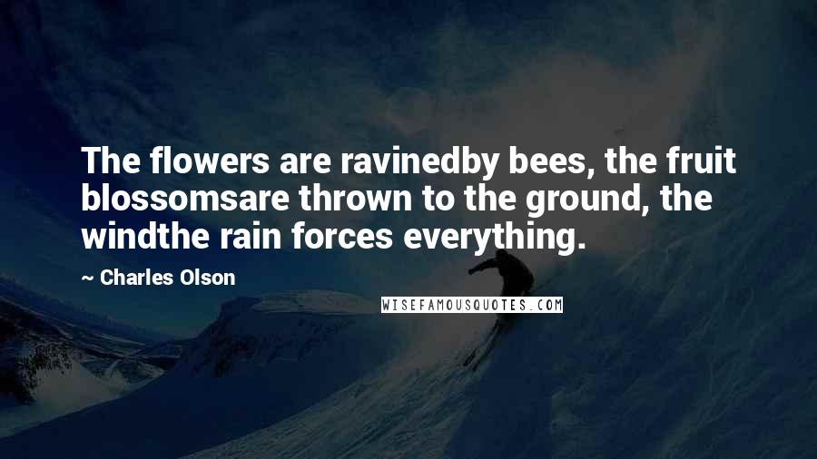 Charles Olson Quotes: The flowers are ravinedby bees, the fruit blossomsare thrown to the ground, the windthe rain forces everything.