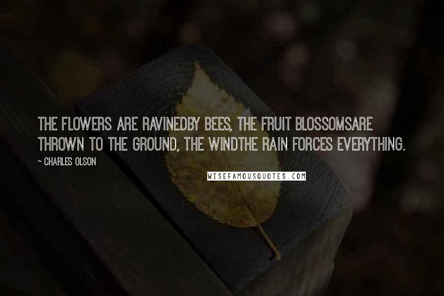 Charles Olson Quotes: The flowers are ravinedby bees, the fruit blossomsare thrown to the ground, the windthe rain forces everything.