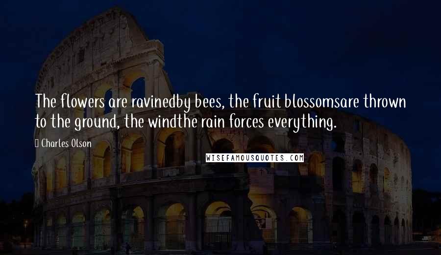 Charles Olson Quotes: The flowers are ravinedby bees, the fruit blossomsare thrown to the ground, the windthe rain forces everything.