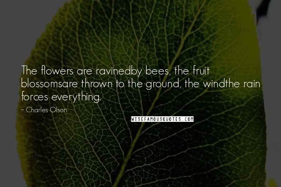 Charles Olson Quotes: The flowers are ravinedby bees, the fruit blossomsare thrown to the ground, the windthe rain forces everything.