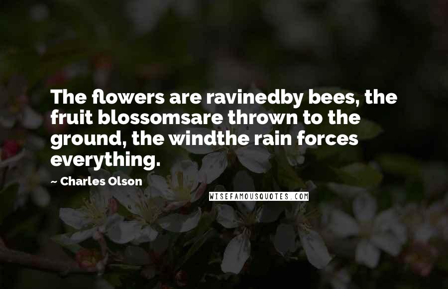 Charles Olson Quotes: The flowers are ravinedby bees, the fruit blossomsare thrown to the ground, the windthe rain forces everything.