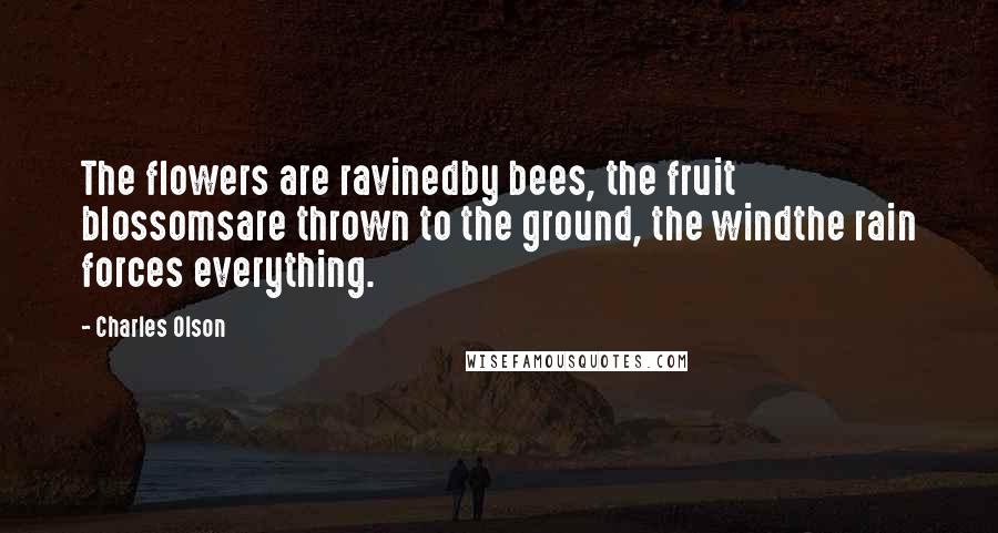 Charles Olson Quotes: The flowers are ravinedby bees, the fruit blossomsare thrown to the ground, the windthe rain forces everything.