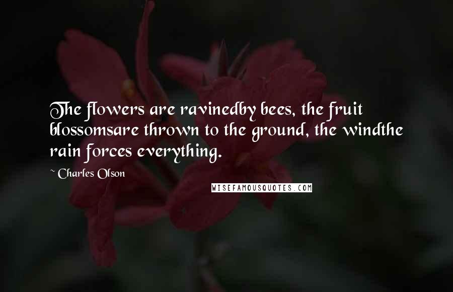 Charles Olson Quotes: The flowers are ravinedby bees, the fruit blossomsare thrown to the ground, the windthe rain forces everything.