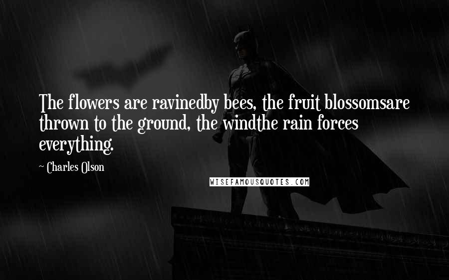 Charles Olson Quotes: The flowers are ravinedby bees, the fruit blossomsare thrown to the ground, the windthe rain forces everything.