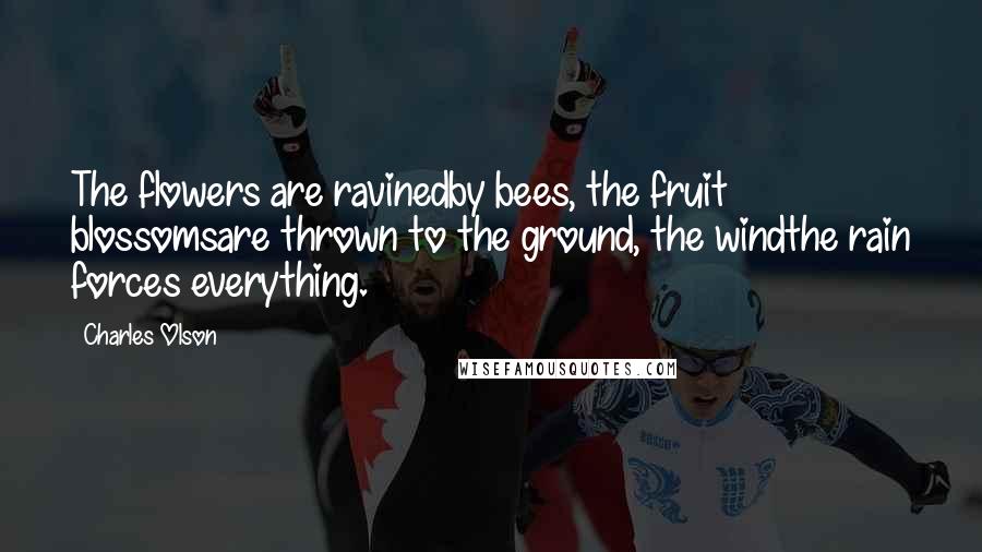 Charles Olson Quotes: The flowers are ravinedby bees, the fruit blossomsare thrown to the ground, the windthe rain forces everything.