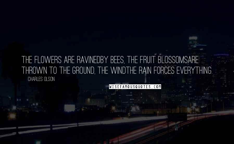 Charles Olson Quotes: The flowers are ravinedby bees, the fruit blossomsare thrown to the ground, the windthe rain forces everything.