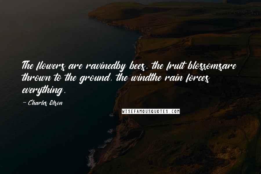 Charles Olson Quotes: The flowers are ravinedby bees, the fruit blossomsare thrown to the ground, the windthe rain forces everything.