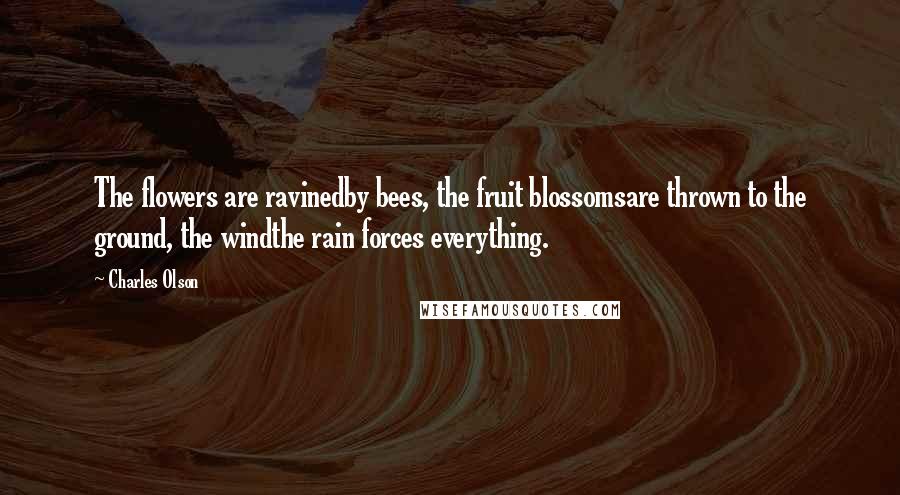 Charles Olson Quotes: The flowers are ravinedby bees, the fruit blossomsare thrown to the ground, the windthe rain forces everything.