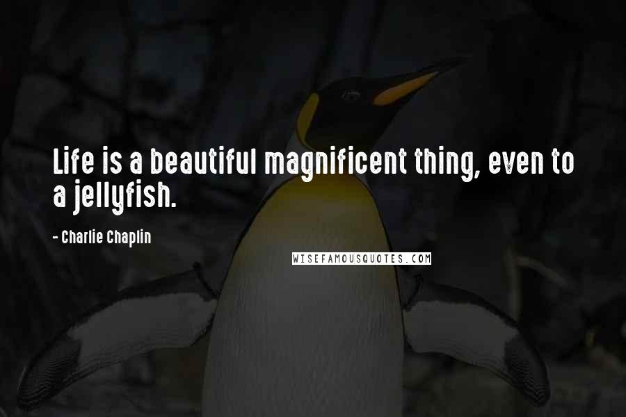 Charlie Chaplin Quotes: Life is a beautiful magnificent thing, even to a jellyfish.