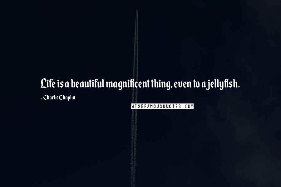 Charlie Chaplin Quotes: Life is a beautiful magnificent thing, even to a jellyfish.