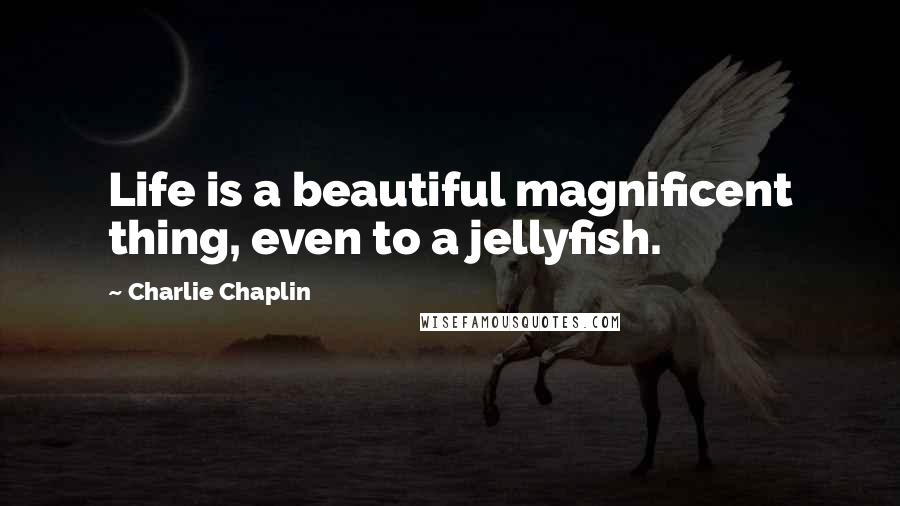 Charlie Chaplin Quotes: Life is a beautiful magnificent thing, even to a jellyfish.