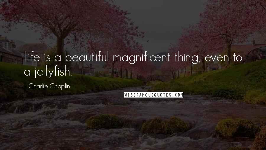 Charlie Chaplin Quotes: Life is a beautiful magnificent thing, even to a jellyfish.