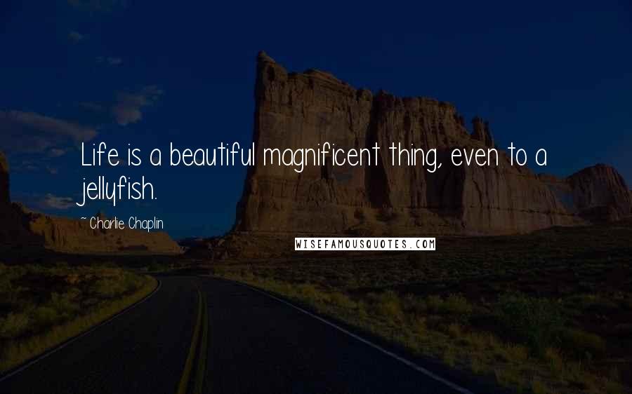 Charlie Chaplin Quotes: Life is a beautiful magnificent thing, even to a jellyfish.