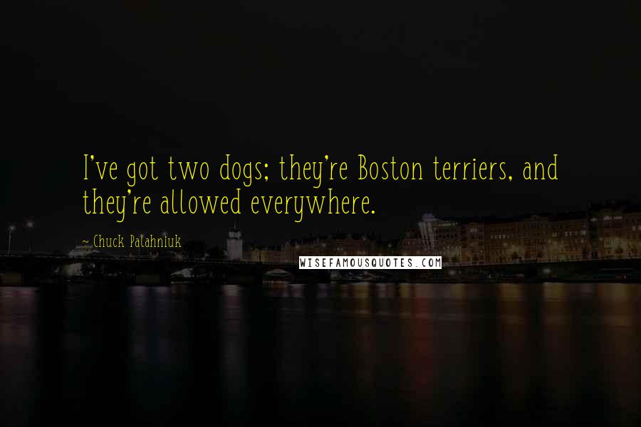 Chuck Palahniuk Quotes: I've got two dogs; they're Boston terriers, and they're allowed everywhere.