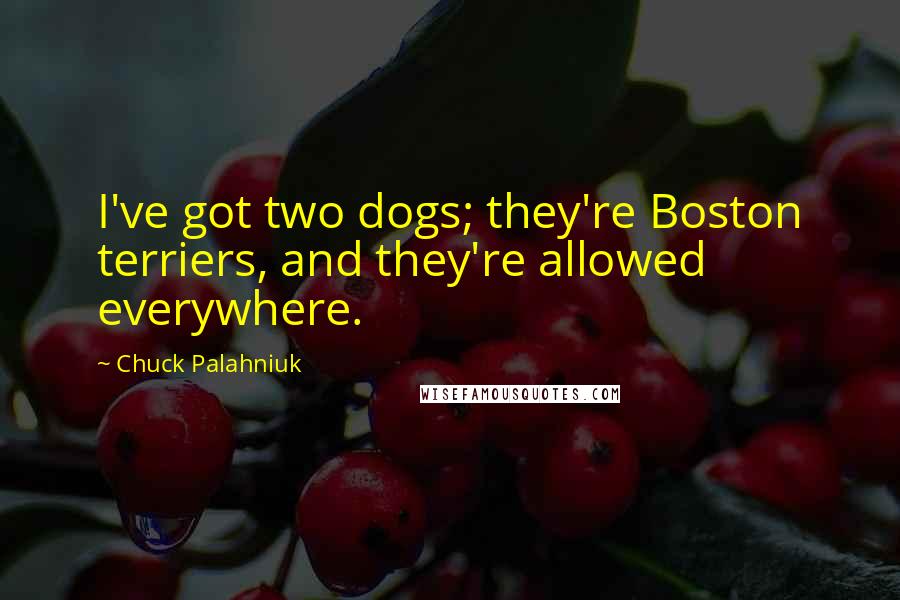 Chuck Palahniuk Quotes: I've got two dogs; they're Boston terriers, and they're allowed everywhere.