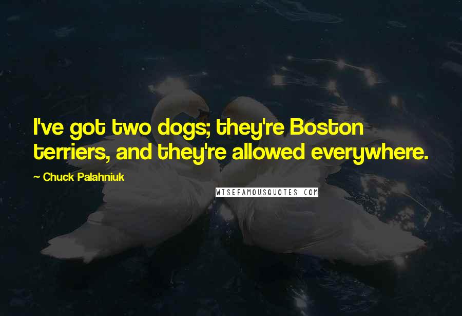 Chuck Palahniuk Quotes: I've got two dogs; they're Boston terriers, and they're allowed everywhere.