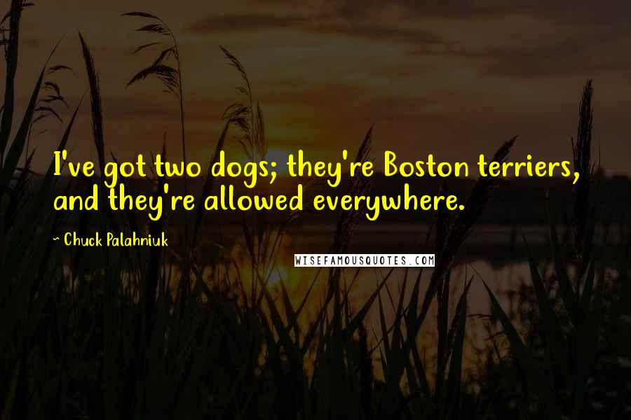 Chuck Palahniuk Quotes: I've got two dogs; they're Boston terriers, and they're allowed everywhere.