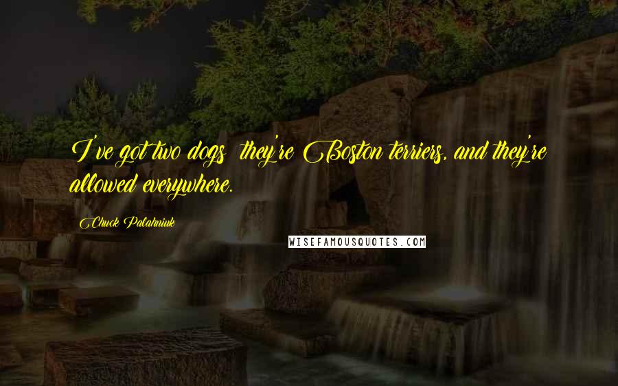 Chuck Palahniuk Quotes: I've got two dogs; they're Boston terriers, and they're allowed everywhere.