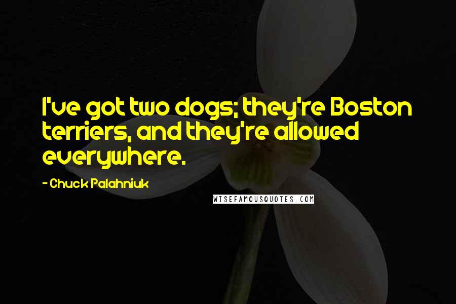 Chuck Palahniuk Quotes: I've got two dogs; they're Boston terriers, and they're allowed everywhere.