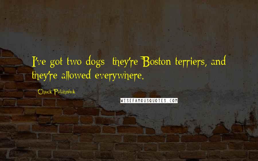 Chuck Palahniuk Quotes: I've got two dogs; they're Boston terriers, and they're allowed everywhere.