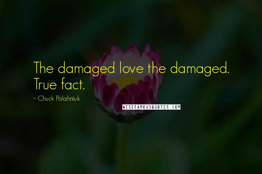 Chuck Palahniuk Quotes: The damaged love the damaged. True fact.