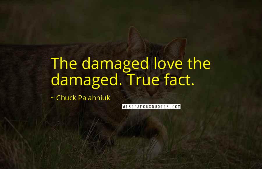 Chuck Palahniuk Quotes: The damaged love the damaged. True fact.