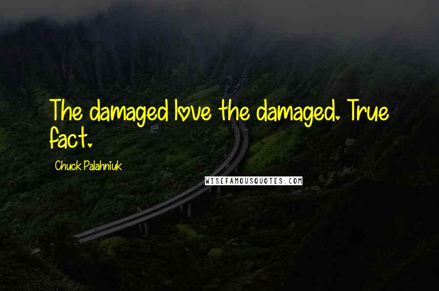 Chuck Palahniuk Quotes: The damaged love the damaged. True fact.