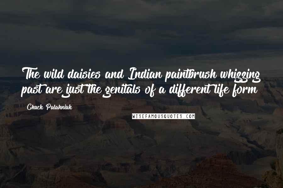 Chuck Palahniuk Quotes: The wild daisies and Indian paintbrush whizzing past are just the genitals of a different life form