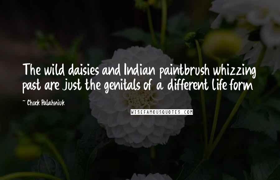 Chuck Palahniuk Quotes: The wild daisies and Indian paintbrush whizzing past are just the genitals of a different life form