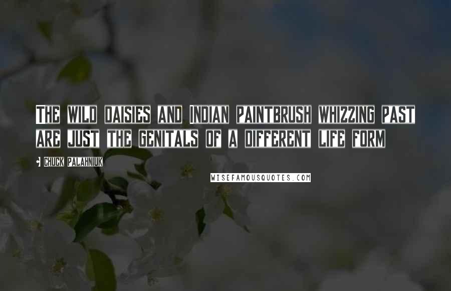 Chuck Palahniuk Quotes: The wild daisies and Indian paintbrush whizzing past are just the genitals of a different life form