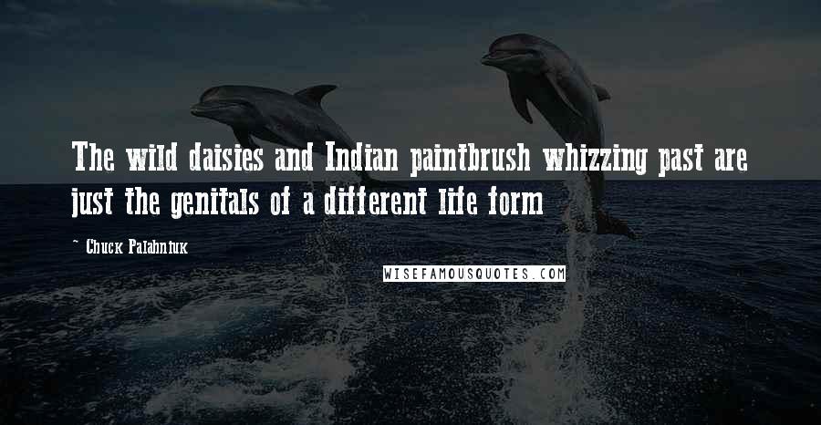 Chuck Palahniuk Quotes: The wild daisies and Indian paintbrush whizzing past are just the genitals of a different life form