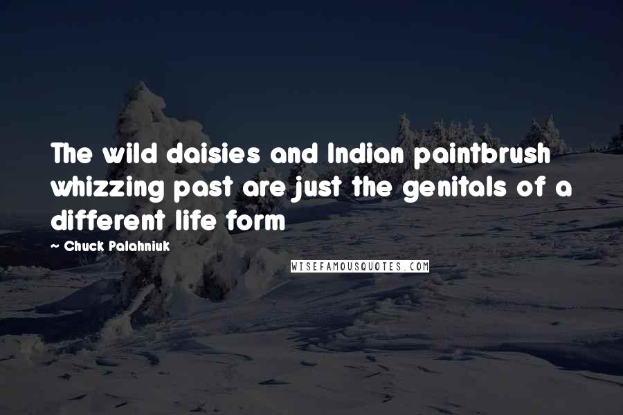 Chuck Palahniuk Quotes: The wild daisies and Indian paintbrush whizzing past are just the genitals of a different life form