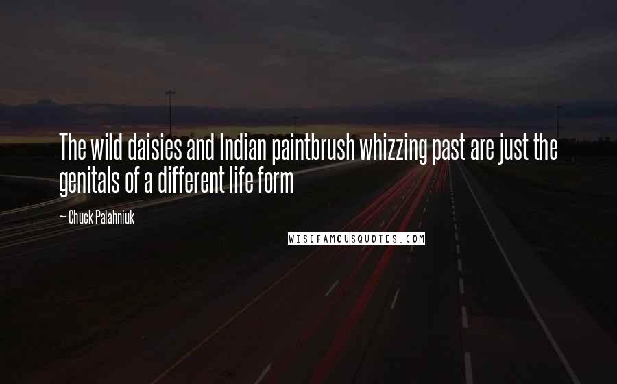 Chuck Palahniuk Quotes: The wild daisies and Indian paintbrush whizzing past are just the genitals of a different life form