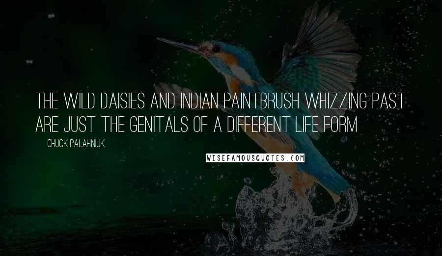 Chuck Palahniuk Quotes: The wild daisies and Indian paintbrush whizzing past are just the genitals of a different life form