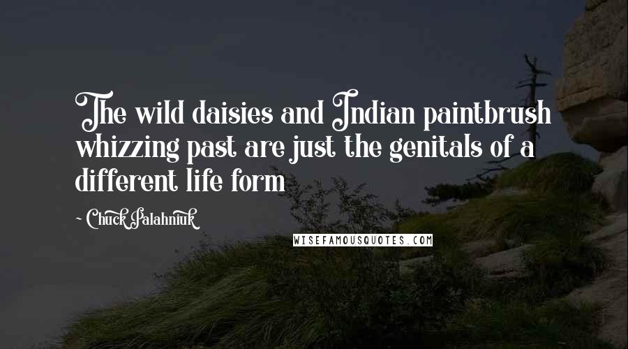 Chuck Palahniuk Quotes: The wild daisies and Indian paintbrush whizzing past are just the genitals of a different life form